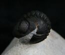 Amazing Preserved Enrolled Phacops Trilobite #7136-3